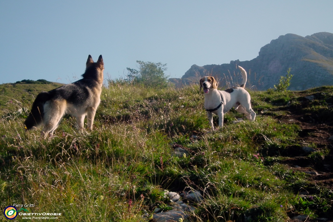 02 Dori (la lupacchiotta di Erica Gritti) a sx e Bownie (il cane di Brunella Bertuletti).JPG